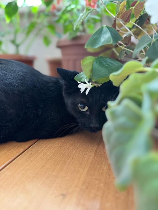 Ищем семью для особенной кошки!