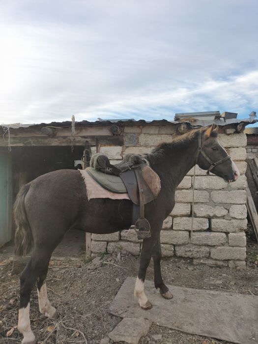Продам тай жеребчик полукровка
