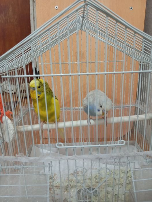 Папугай домашний