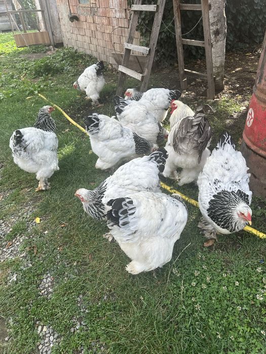 Gaini si cocos Brahma herminat deschis HD