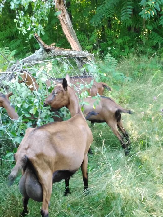Capră alpin franceză cu ieduta