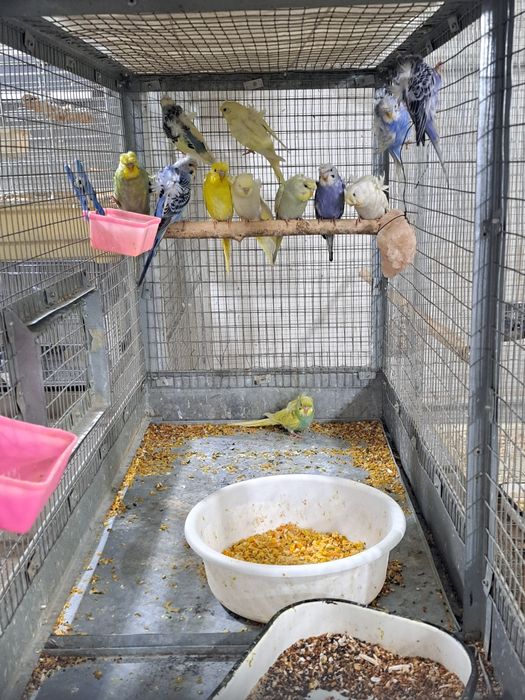 Valnisti babichkala sotiladi