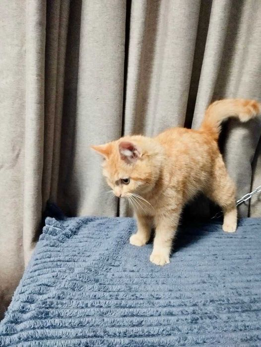 Рыжий котик ищет дом
