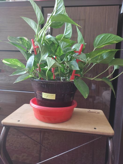 Комнатные цветы сциндапсус домашний