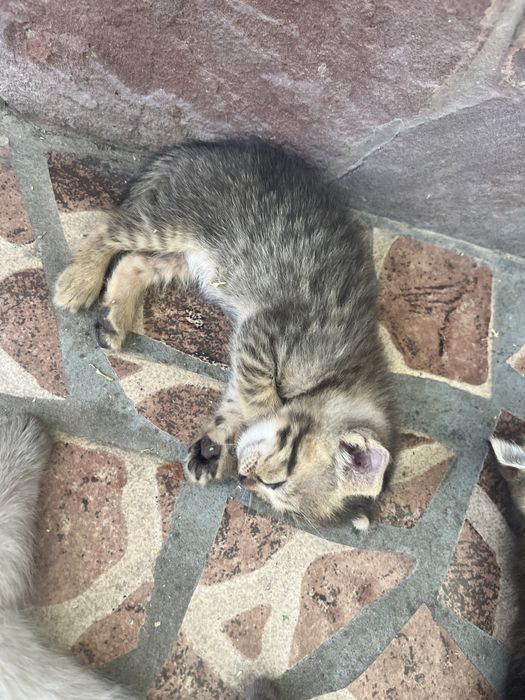 Котята породистые