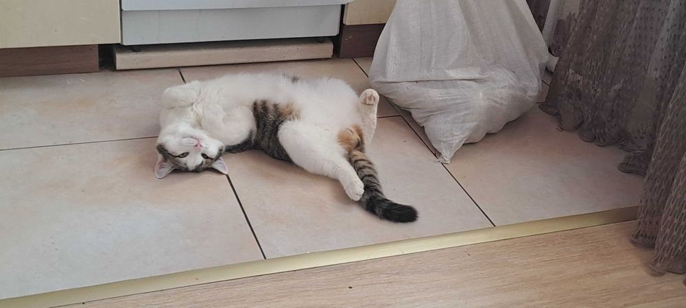 Отдам Кота в добрые руки