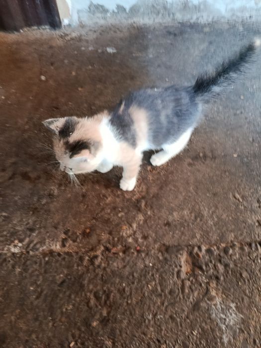 Donez pui de pisică