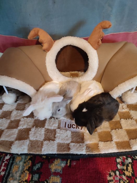 Кролчата декоративные