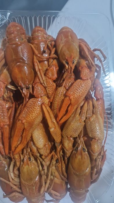 раки живые каспийские