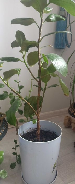 Комнатные растения