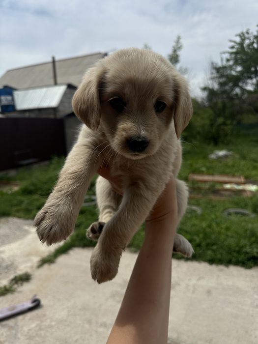 Милейщий щенок ищет дом
