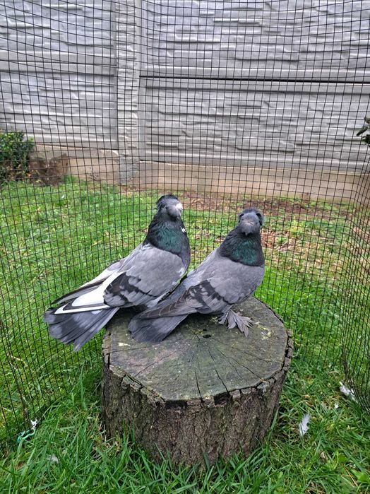 Jucatori de Botoșani  Turturele diamant și razatoare