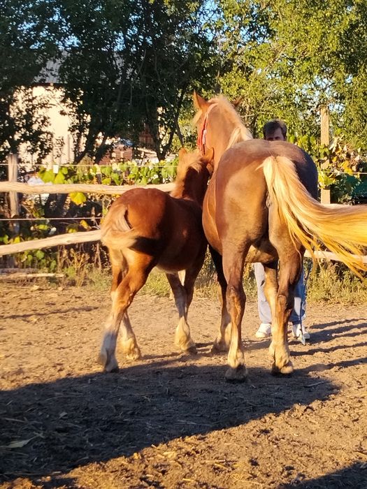 De vânzare Iapă și mânză