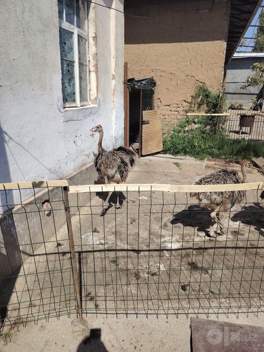Прадаются страусы одна семя. Молодые больше 2х месяцев. Цена 350$ за к