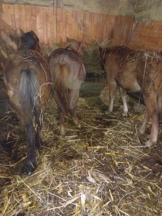 Vând sau schimb caii si măgari