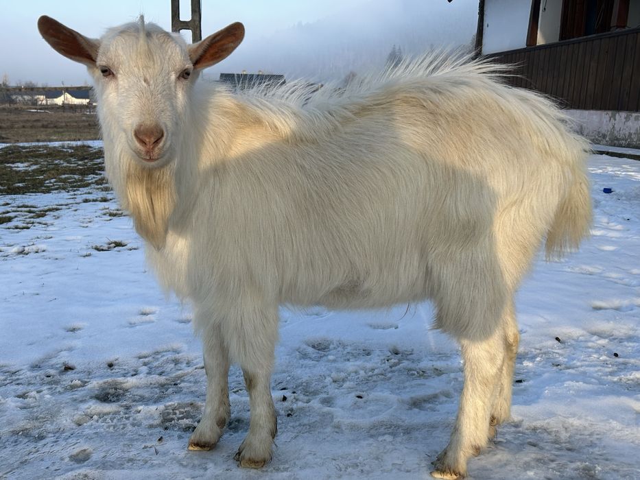 Vand țap Saanen, ciut genetic, 1 an,.