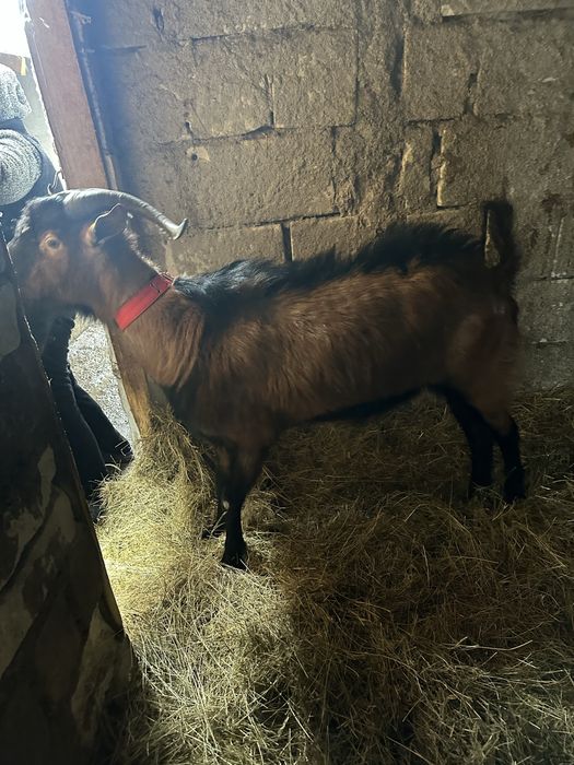 Tap Alpin Francez de vanzare