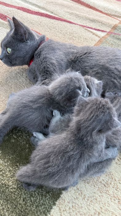 Продам породистых котят
