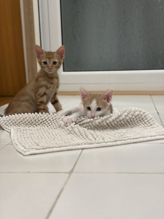 Подарявам котенца