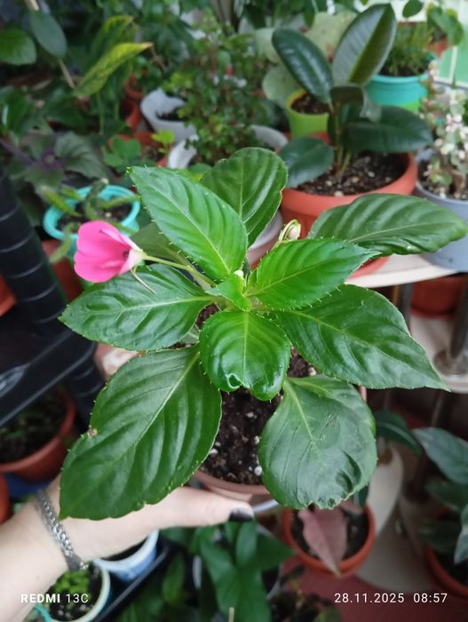 Продам. Растения