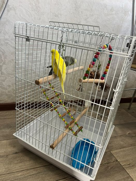 Продаются попугаи