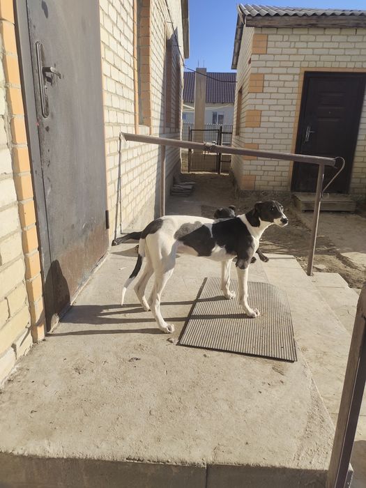 Грейхаунд тазы 5 айлық