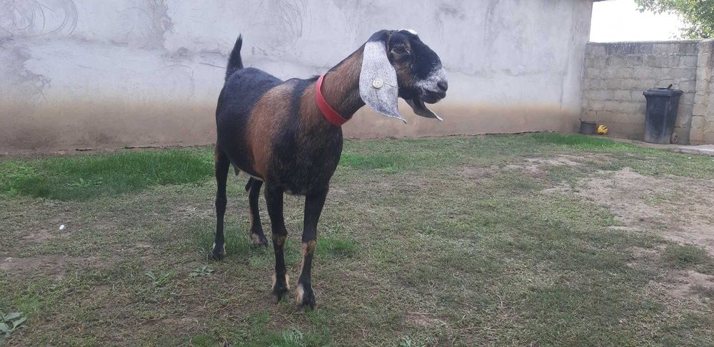 Capra Anglo Nubian