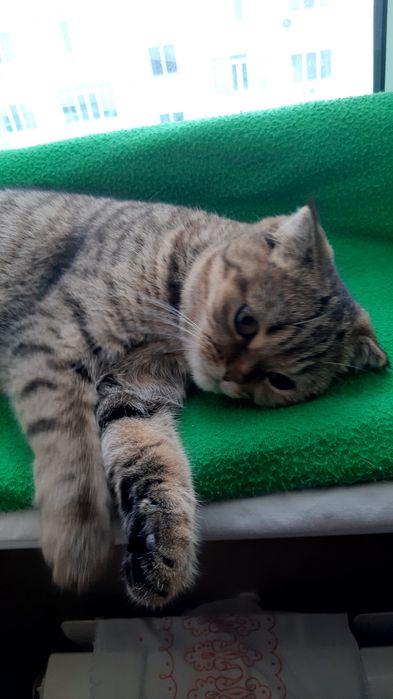 Отдам в добрые руки