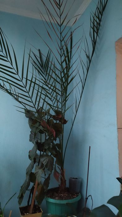 Финиковая пальма.             .