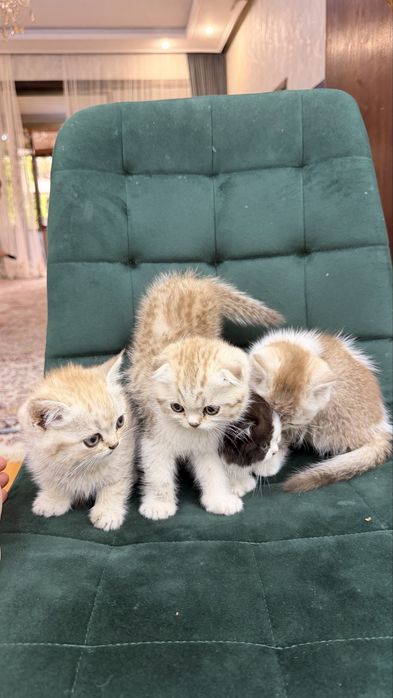 Продаются породитстые котята 2х месячные