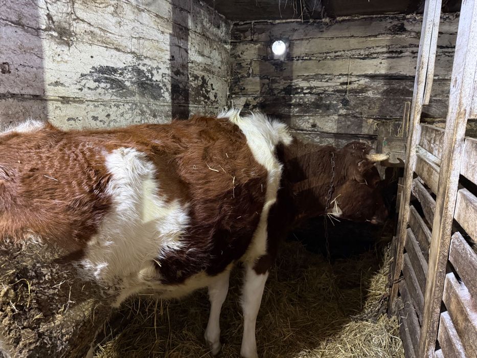 Продам нетеля!!!