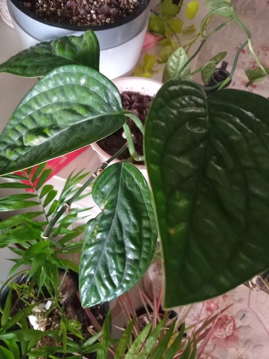 Продам комнатные цветы