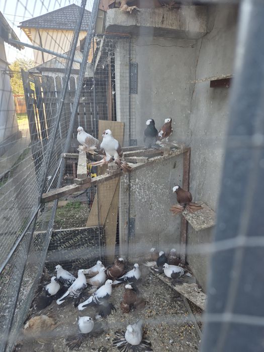 Porumbei Preoți Saxoni și Randunele de Saxonia