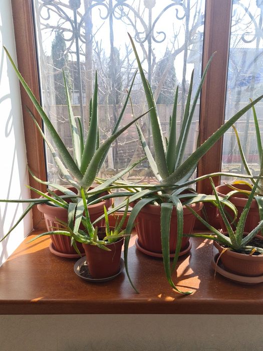 Продам Алоэ Вера