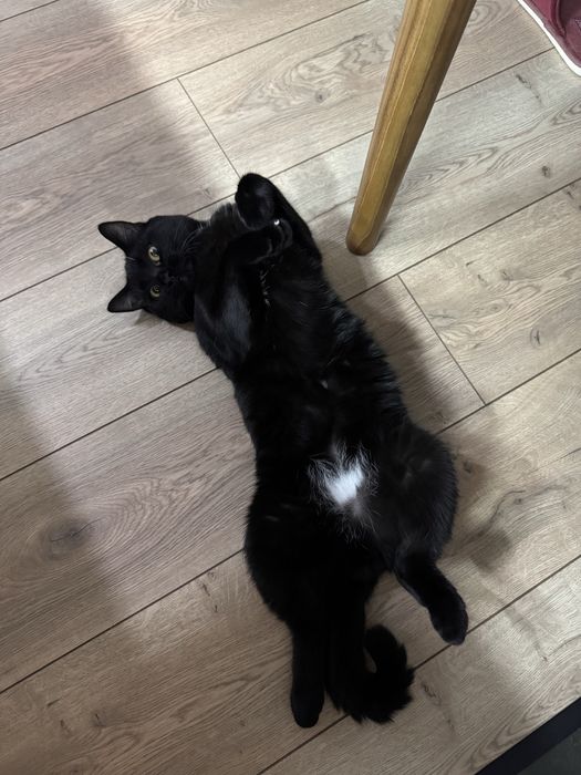 Бесплатно 10 месяц