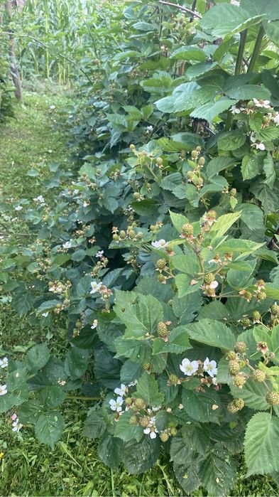 Toaletare pomii fructiferi