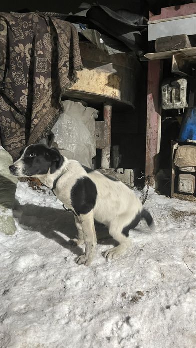 Тобет,алабай шенок