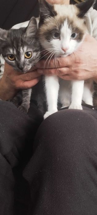 Отдам Котят в хорошие руки