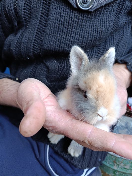 Pui de iepuri cap de leu pitic