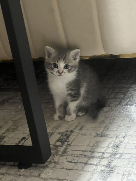 Кошка Шотлантский