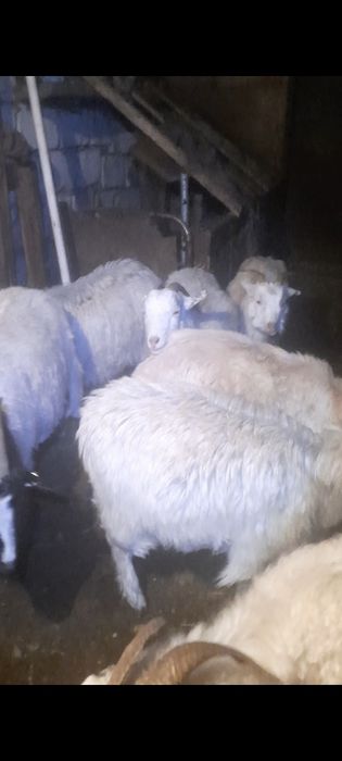 ешкі, шыбыш, лақ, коза, козы, козленок