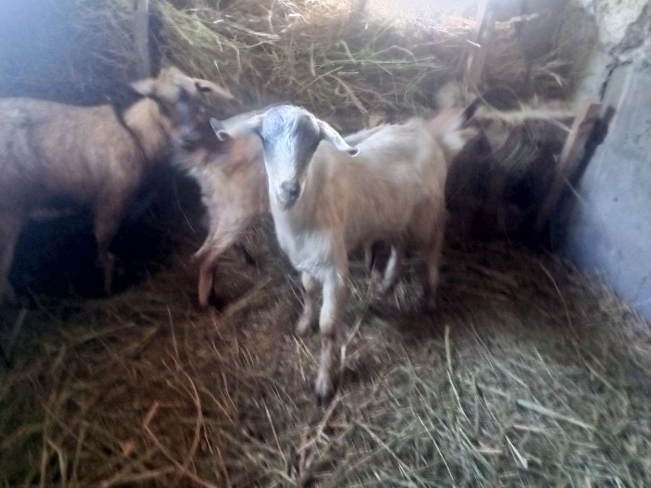 Продам Альпийских козликов