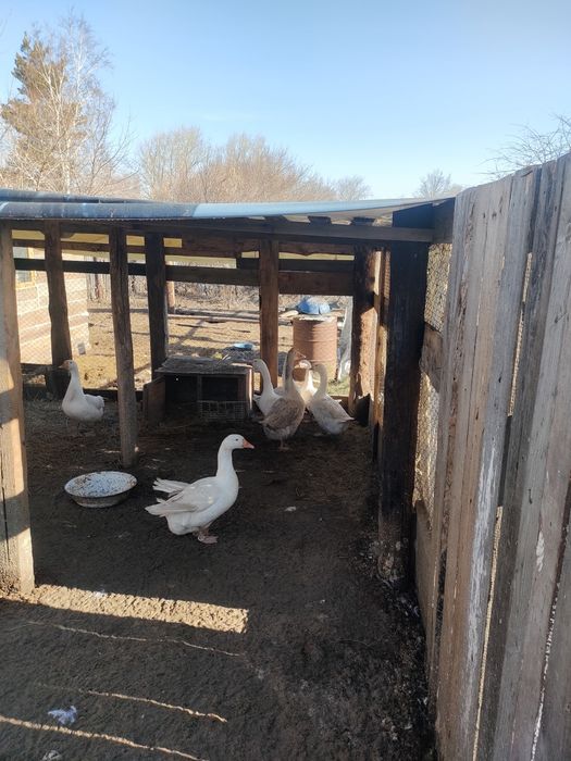 Продам гусей  Линда