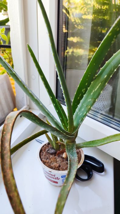 Лекарственные растения