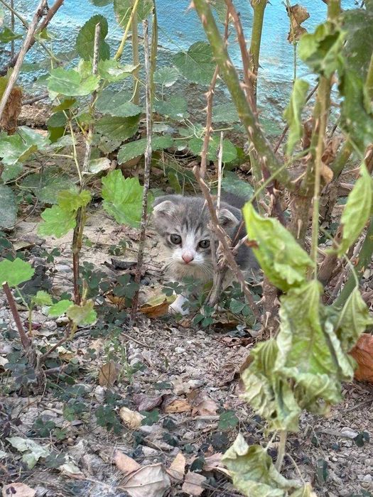 Вислоухие котята