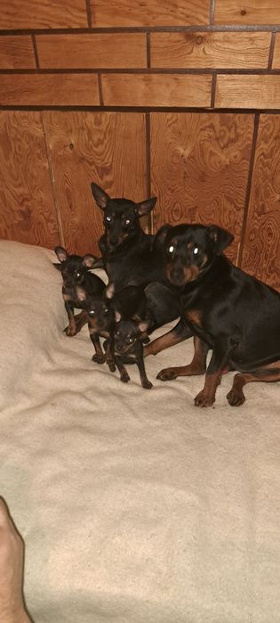 Пинчер  с БГ ПАСПОРТ