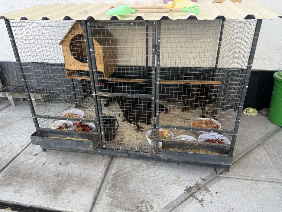 Товуклар учун катта клетка товуклари билан