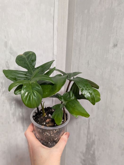 Продам филодендрон сорта Florida Green