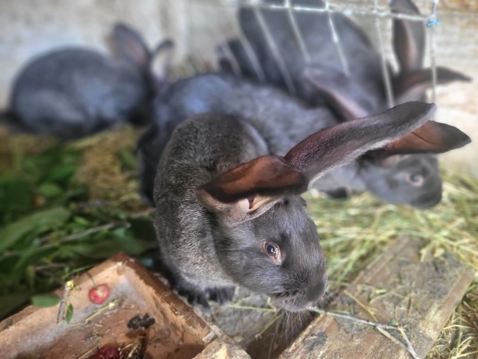 Iepurași uriaș german negru