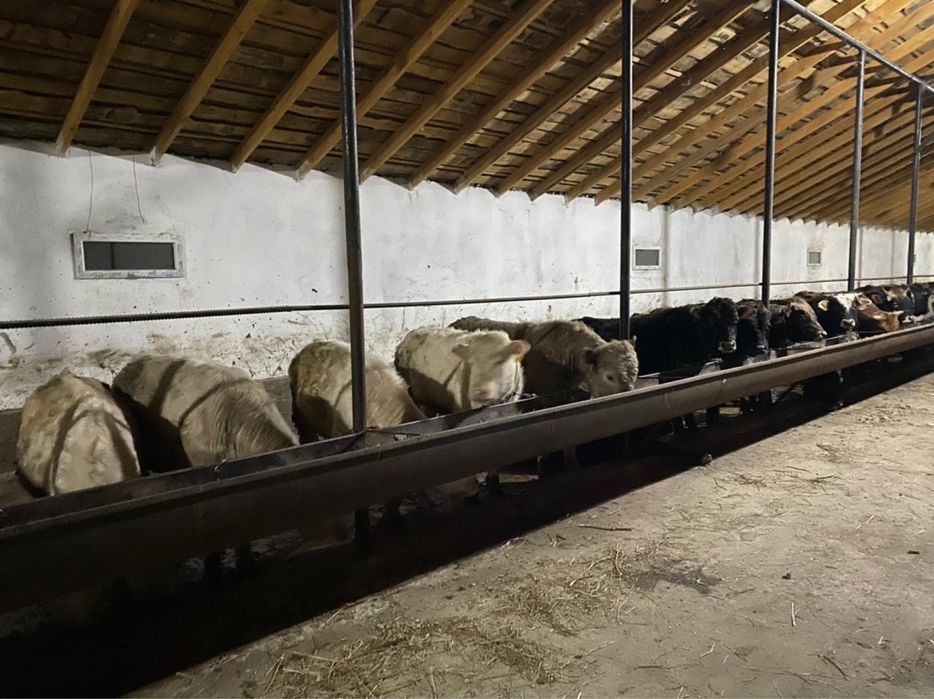 Продам Крестьянское хозяйство